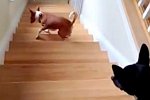 Hund geht rückwärts eine Treppe hoch