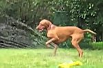 Hunde mit Rasensprengern - Compilation