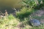 Schildkröte springt ins Wasser