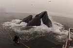 Wal frisst beinahe einen Taucher