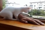 Kätzchen holt Hand zurück auf die Fensterbank
