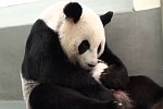 Panda-Baby kommt zurück zur Mutter
