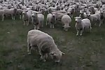 Sheep Protest