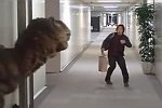 Tyrannosaurus erschreckt Mann