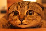 Scottish Fold Katze beobachtet ihre Umgebung