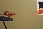 Kunststücke mit Ratten