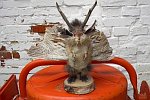 Ein Wolpertinger