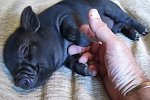 Mini-Schweinchen bekommt den Bauch gestreichelt