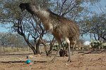 Emu spielt mit Weasel-Ball