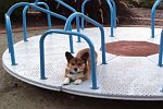 Hund auf einem Spielplatzkarussell