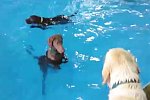 Ein Hund der nicht Schwimmen kann