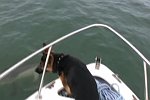 Hund angelt nach Delfinen
