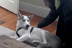 Husky möchte nicht in seine Hundehütte