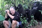 Angefasst von wilden Gorillas