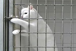 Katze bricht aus Käfig aus