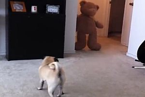 Hund hat Angst vor Teddybär