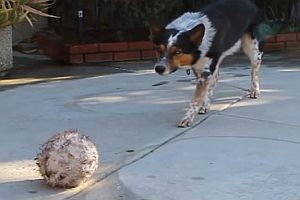 Dressierter Hund hört aufs Wort