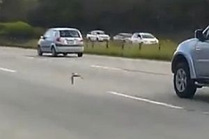 Vogel fliegt auf der Autobahn