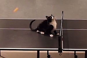 Katze spielt Tischtennis