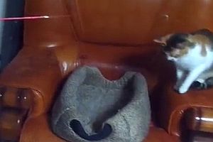 Katze spielt mit Katze