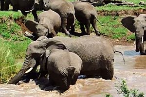 Elefantenkalb wird vor dem Ertrinken gerettet