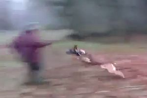 Hund reißt einen Mann um