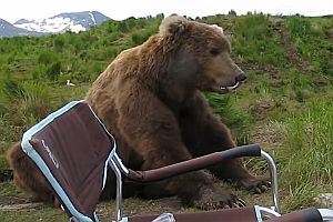 Braunbär schaut einem Fotografen zu