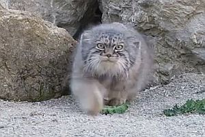 Wildkatze entdeckt eine Kamera