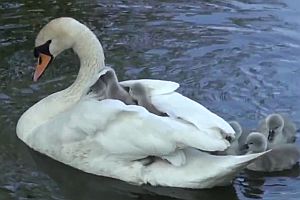 Schwanbabys fahren auf ihrer Mutter