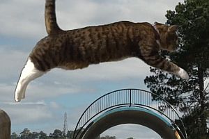 Parkour-Katze