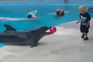 Kleiner Junge spielt mit einem Delfin