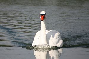 Ein ferngesteuerter Schwan