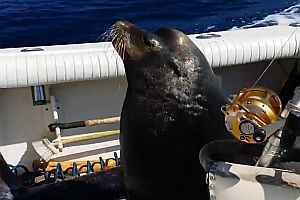 Seelöwe geht an Bord