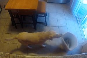 Ein Hund auf Nahrungssuche