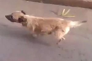 Hund folgt Herrchen ins Krankenhaus