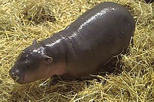 Baby-Nilpferd im Zoo