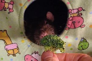 Ratte mag keinen Brokkoli