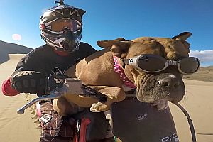 Hund auf einem Dirt Bike