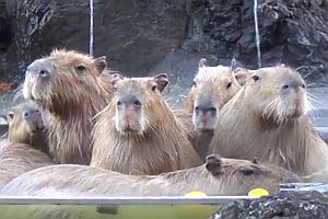 Wasserschweine nehmen ein warmes Bad