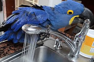 Papagei wäscht sich unterm Wasserhahn