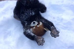 Rote Pandas spielen im Schnee