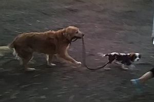 Hund führt Welpen an der Leine