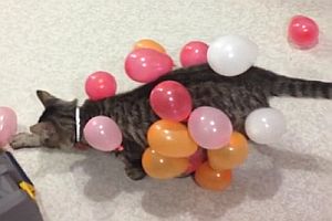 Katze spielt mit Luftballons