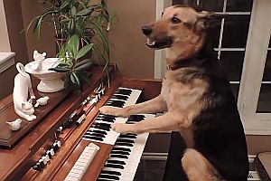 Schäferhund spielt Klavier