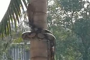 Schlange klettert Baum hinauf