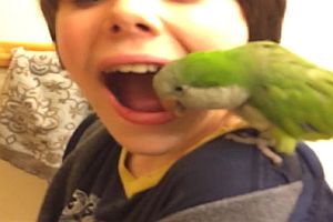 Papagei zieht Jungen einen Zahn