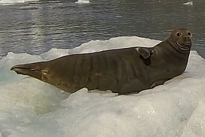 Schreckhafter Seehund