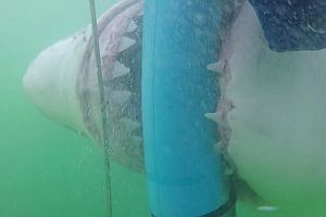 Riesiger Hai verbeißt sich in Tauchkäfig
