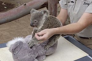 Wie wiegt man einen Koala?