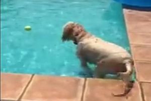 Hund holt Ball aus Swimmingpool
